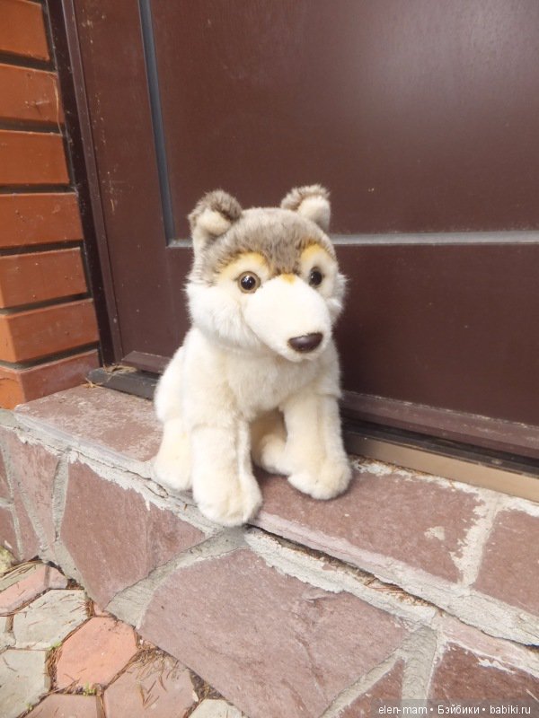 Пёс около двери