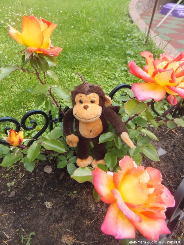 Обезьян в розах