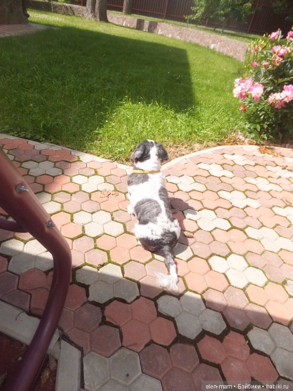 Неразлучные. Куклы Kidz 'n' Cats