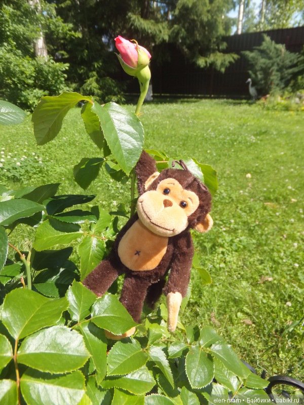 Обезьян на розах