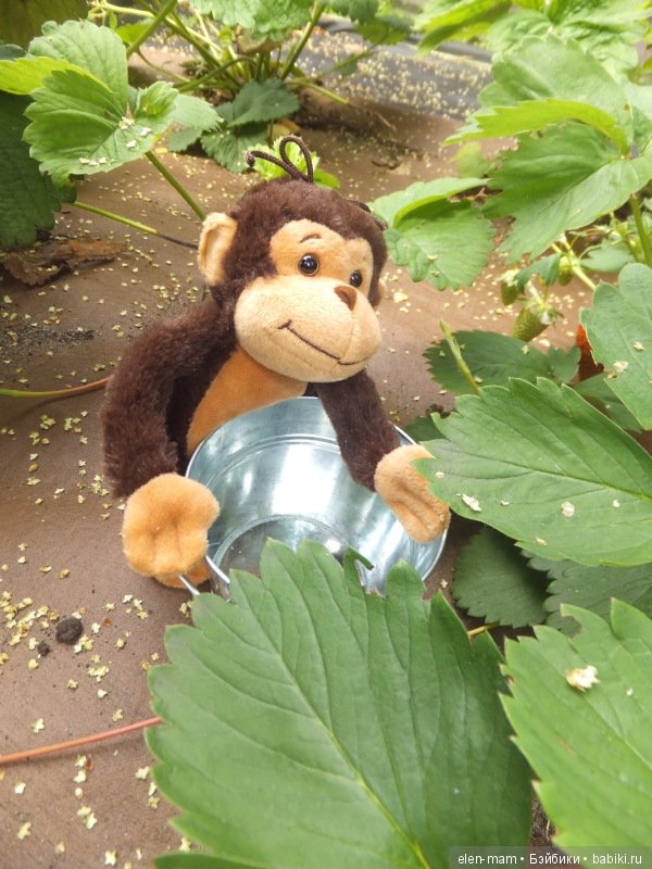 Вот клубничка!