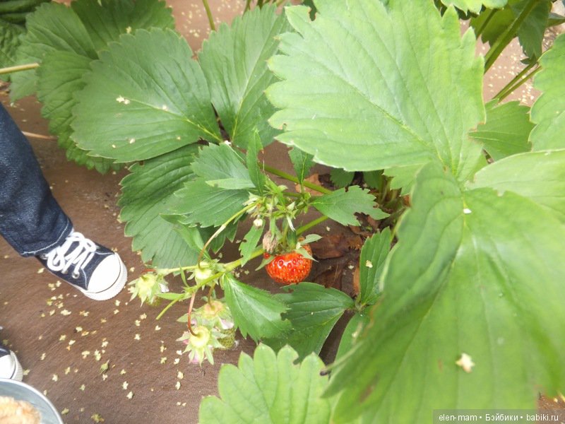 Вот клубничка! 2