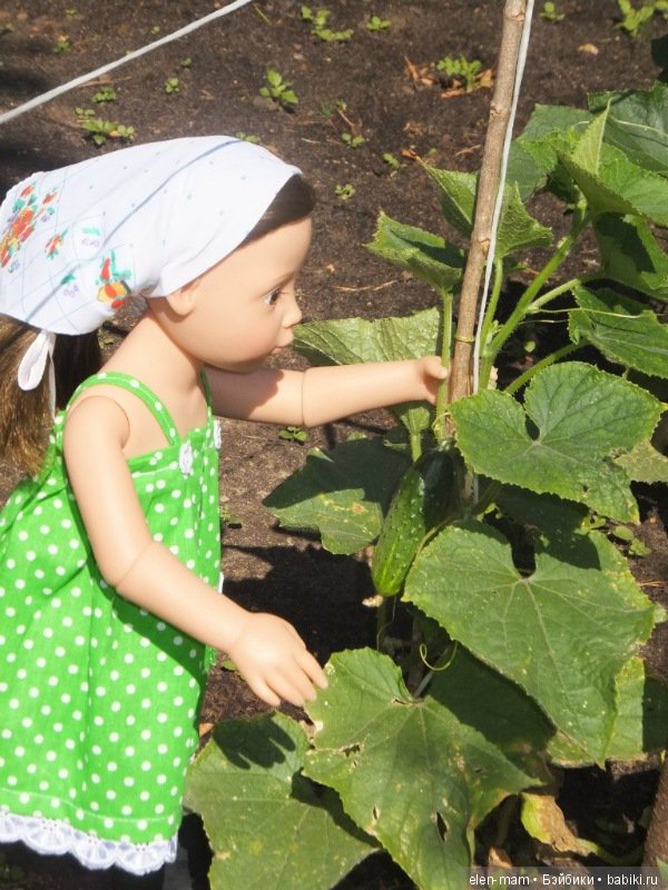 Кира собирает огурцы