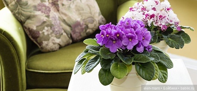 Цветочные зарисовки — Домашние коллекции кукол: фото собраний (фото 4)