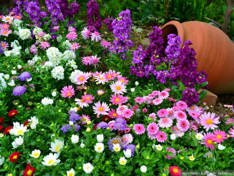 Цветочные зарисовки — Домашние коллекции кукол: фото собраний