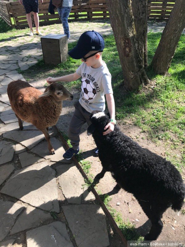 С овечками