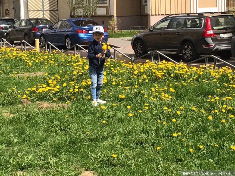 Собирает одуванчики