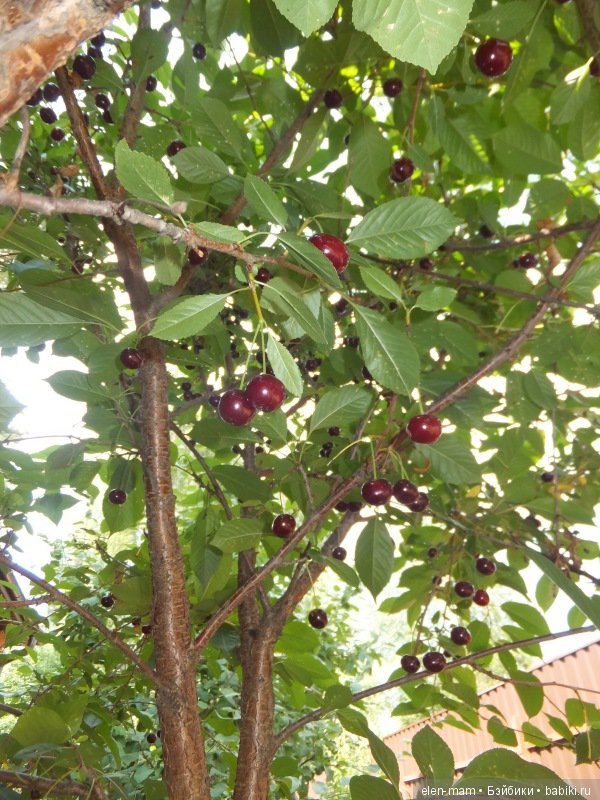 Вишнёвое деревце