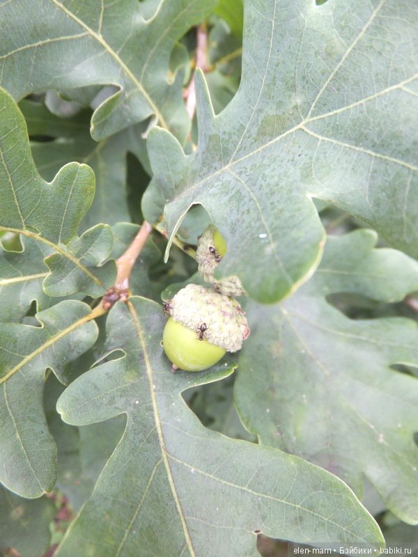 Первое Свидание. Куклы Kidz'n'Cats (фото 8)