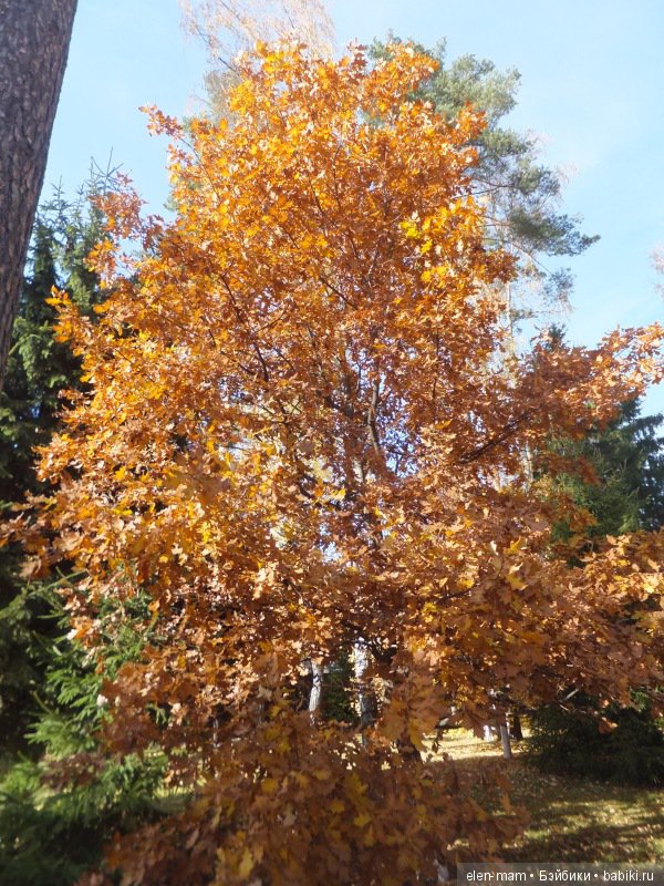 Октябрь, Осень Золотая. И мои куклы Kidz'n'Cats