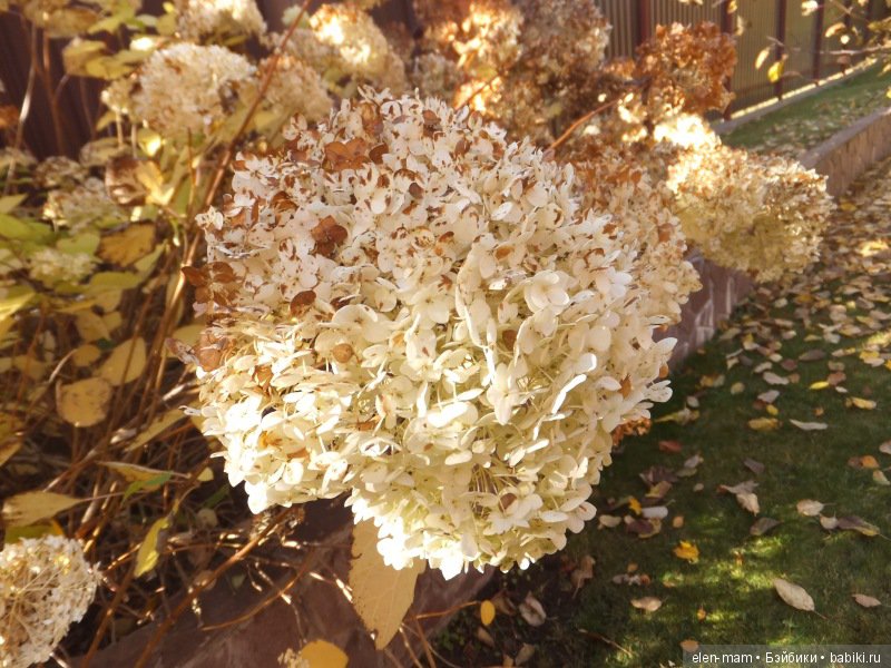 Октябрь, Осень Золотая. И мои куклы Kidz'n'Cats