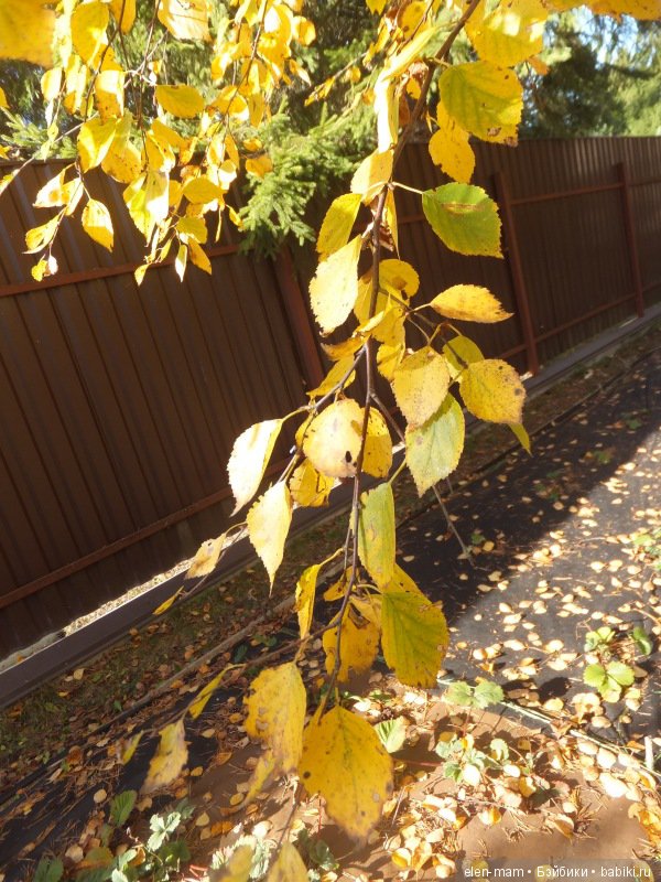 Веточка берёзы