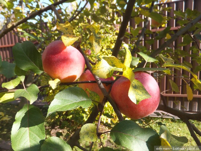 Октябрь, Осень Золотая. И мои куклы Kidz'n'Cats