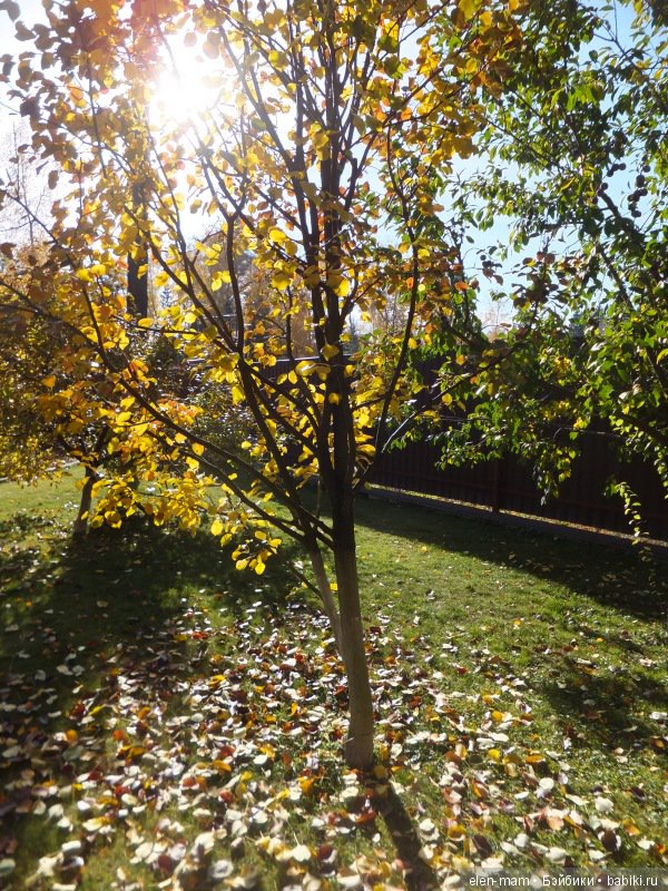 Осеннее настроение