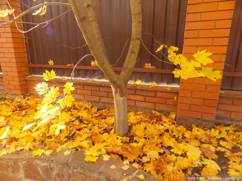 Кленовая листва