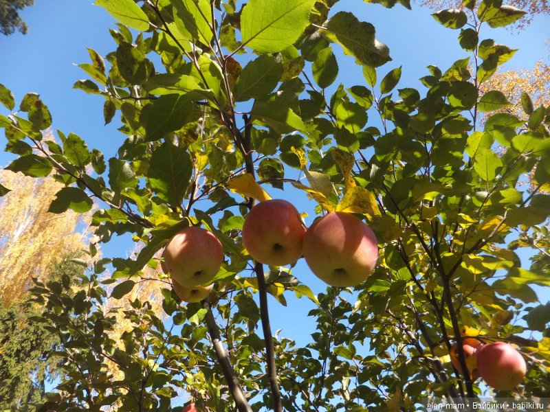 Октябрь, Осень Золотая. И мои куклы Kidz'n'Cats (фото 10)