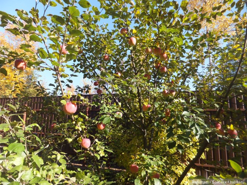 Октябрь, Осень Золотая. И мои куклы Kidz'n'Cats (фото 8)