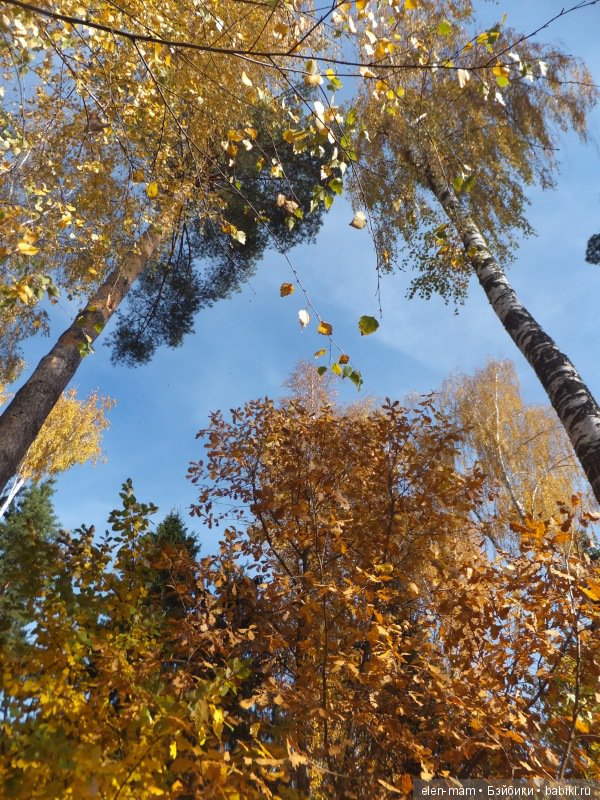 Деревья ввысь!