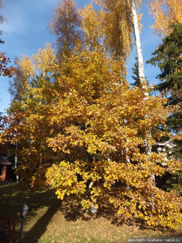 Октябрь, Осень Золотая. И мои куклы Kidz'n'Cats