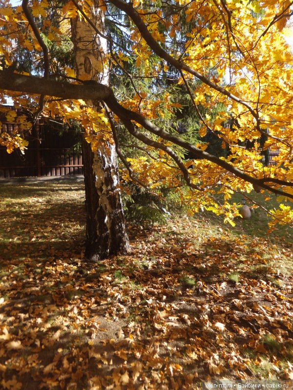 Октябрь, Осень Золотая. И мои куклы Kidz'n'Cats