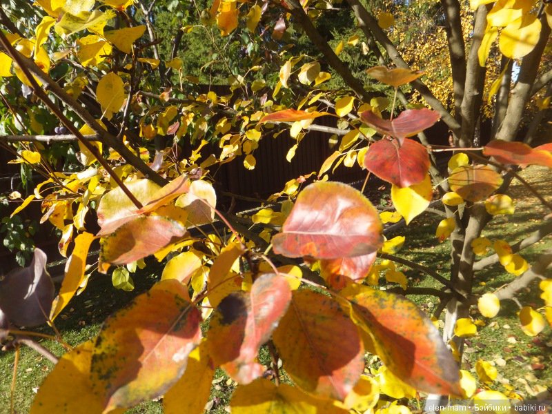 Листики груши