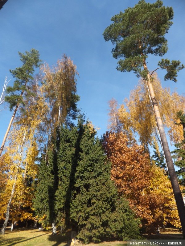 Октябрь, Осень Золотая. И мои куклы Kidz'n'Cats