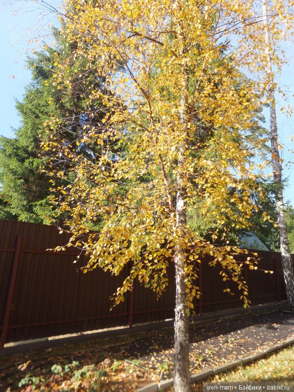 Октябрь, Осень Золотая. И мои куклы Kidz'n'Cats