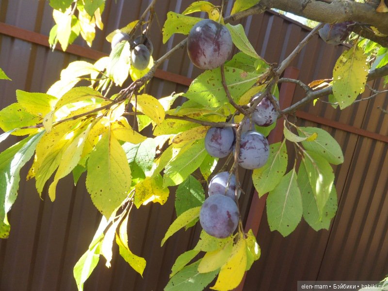 Октябрь, Осень Золотая. И мои куклы Kidz'n'Cats