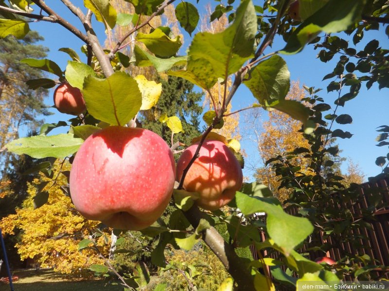 Октябрь, Осень Золотая. И мои куклы Kidz'n'Cats