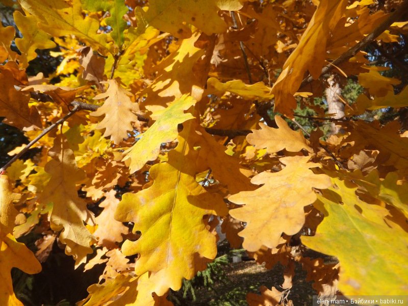 Дубовые листья 3