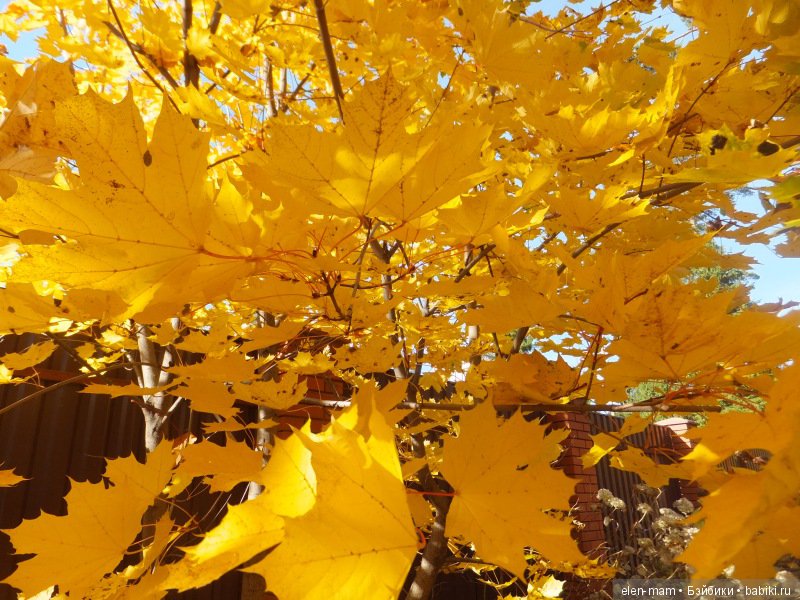 Кленовые листья