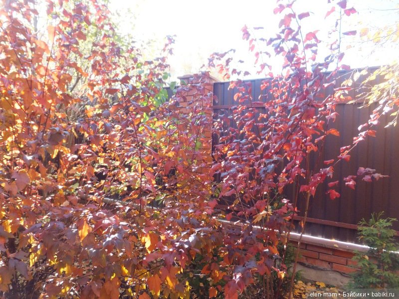 Октябрь, Осень Золотая. И мои куклы Kidz'n'Cats