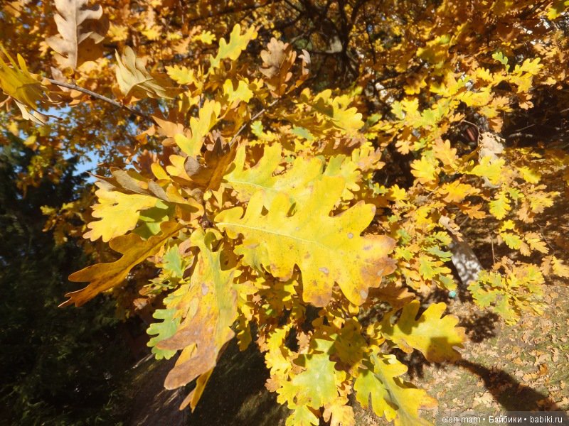 Дубовые листья