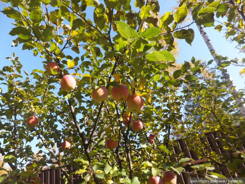 Октябрь, Осень Золотая. И мои куклы Kidz'n'Cats (фото 9)