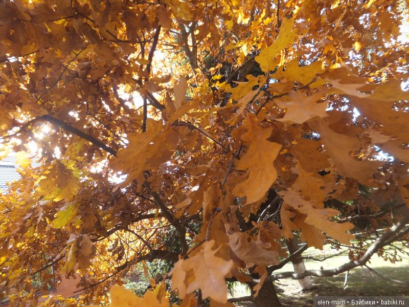 Дубовые листья 2