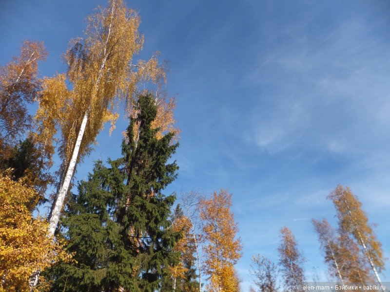 Октябрь, Осень Золотая. И мои куклы Kidz'n'Cats