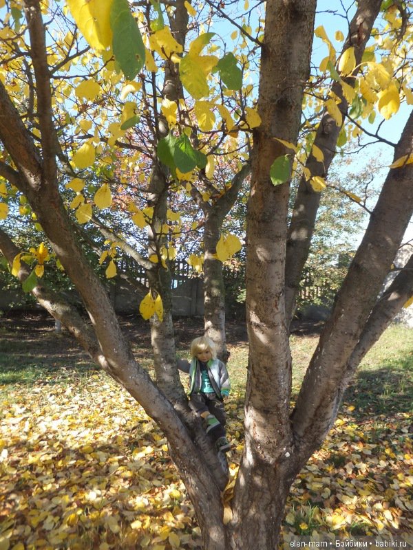 Ян на дереве 4