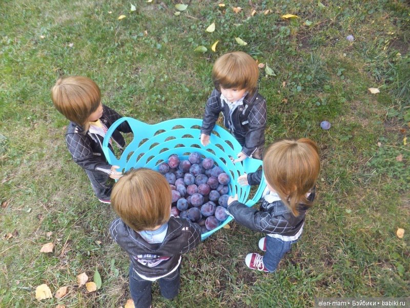 Сливы Сливы