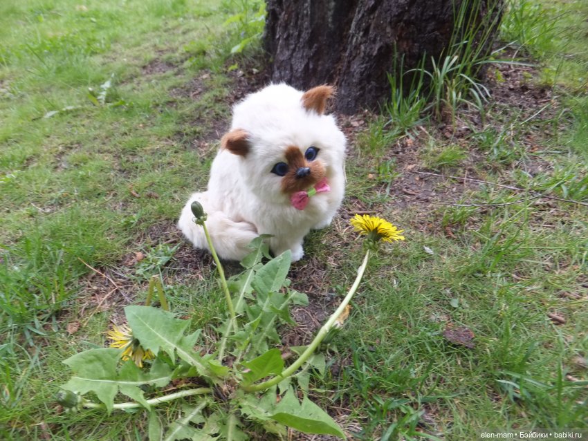 котенок и одуванчики