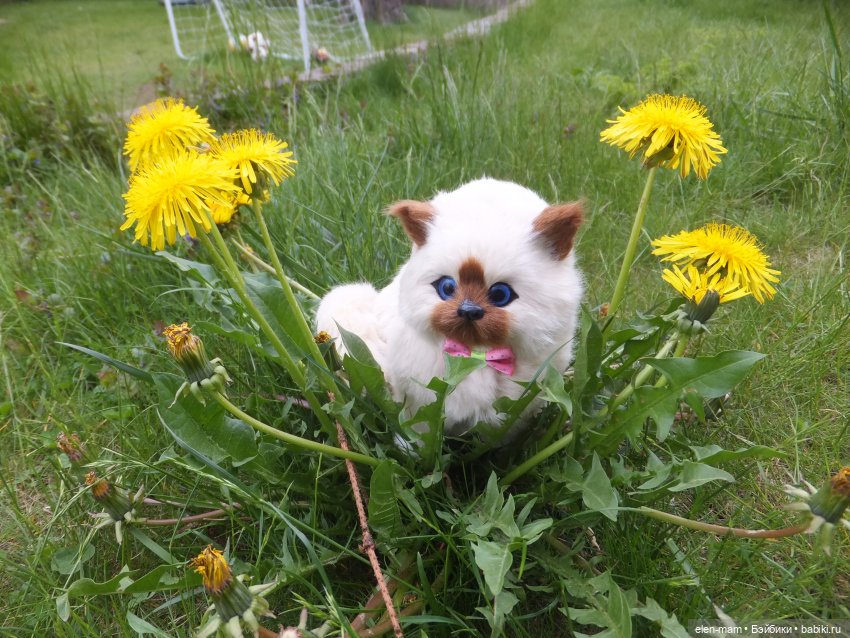 котенок и одуванчики