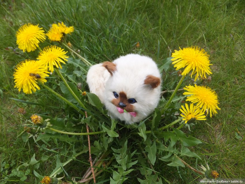 котенок и одуванчики