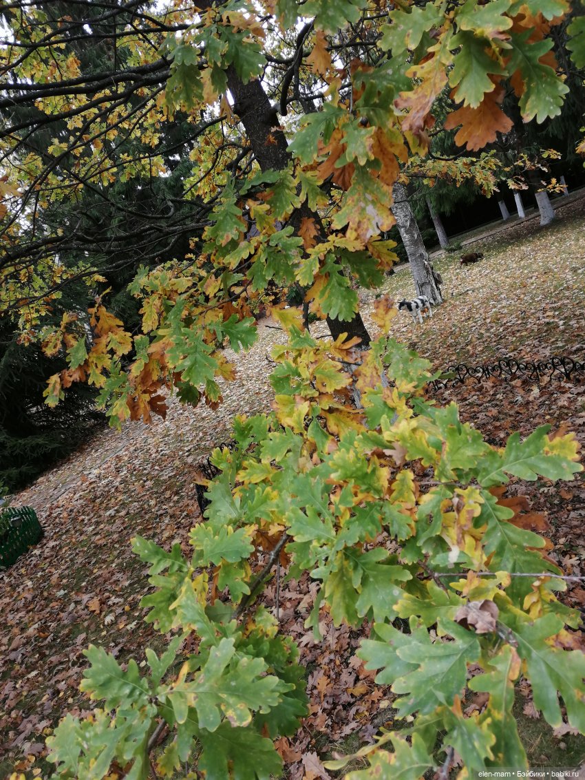 Ромашка🌼🌼🌼Paola Reina ООАК