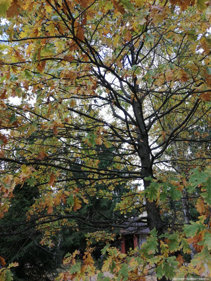 Ромашка🌼🌼🌼Paola Reina ООАК