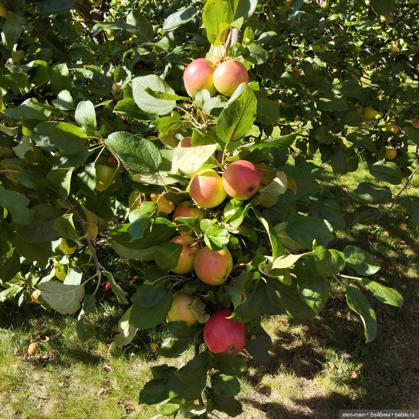 Моя Бонита🌹Carmen Gonzalez doll