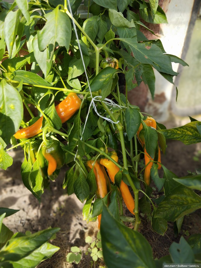 Белорусские каникулы(◕‿◕✿)2-я часть