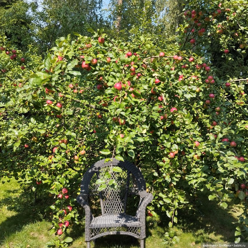 Яблоня