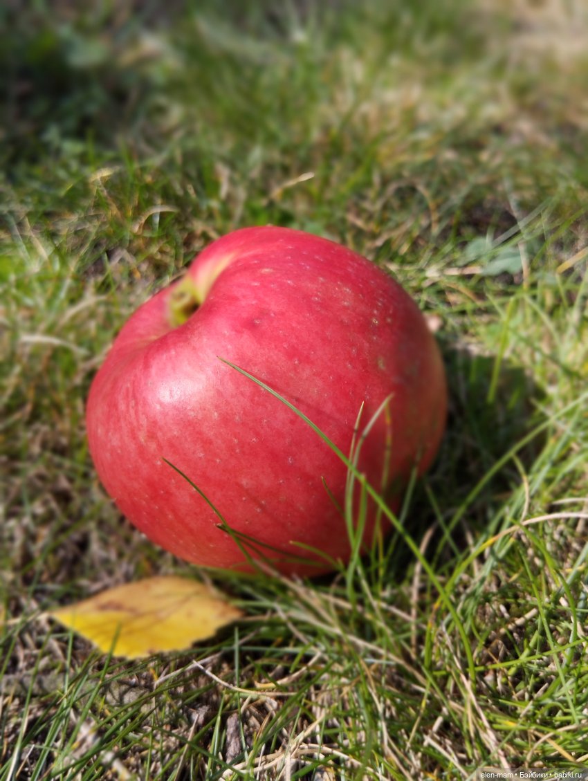 Яблоко