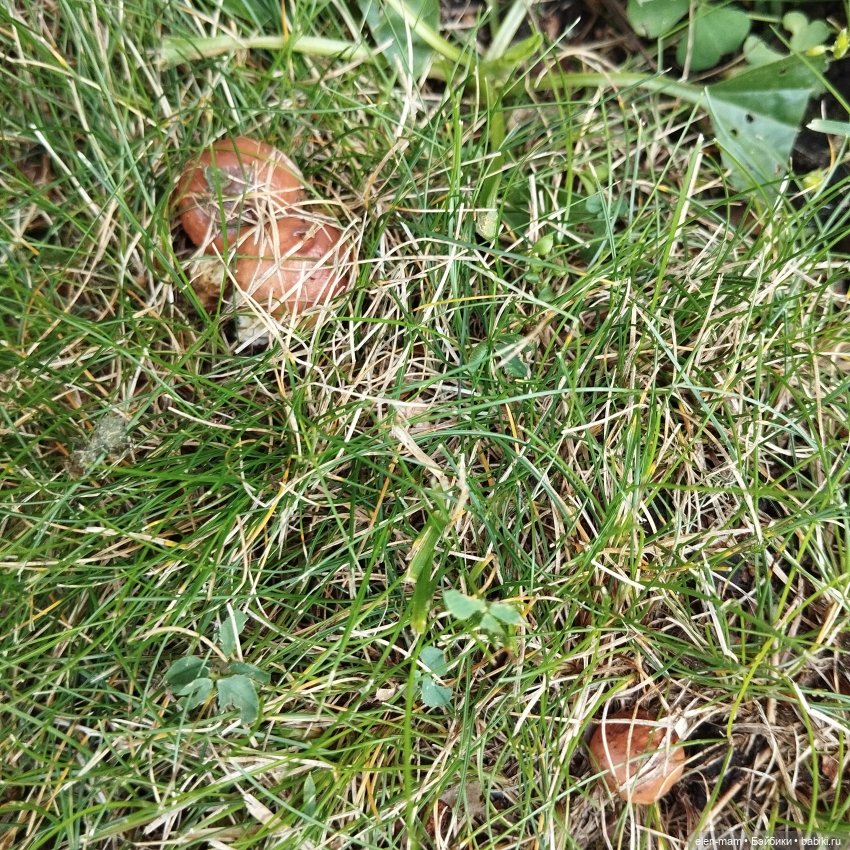 🍁🌼🍂Сентябрьский день🍂🌼🍁 — Куклы Antonio Juan (Антонио Хуан): реалистичные пупсы (фото 9)