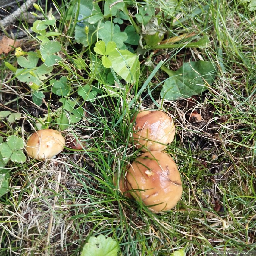 🍁🌼🍂Сентябрьский день🍂🌼🍁 — Куклы Antonio Juan (Антонио Хуан): реалистичные пупсы (фото 7)