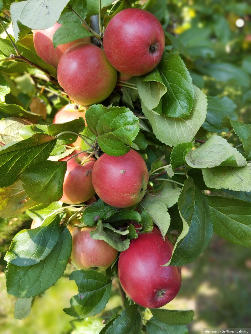 🍁🌼🍂Сентябрьский день🍂🌼🍁 — Куклы Antonio Juan (Антонио Хуан): реалистичные пупсы